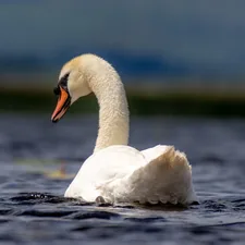 White swan on a lake related to Elegance in White: The Beauty of White Lace Valances