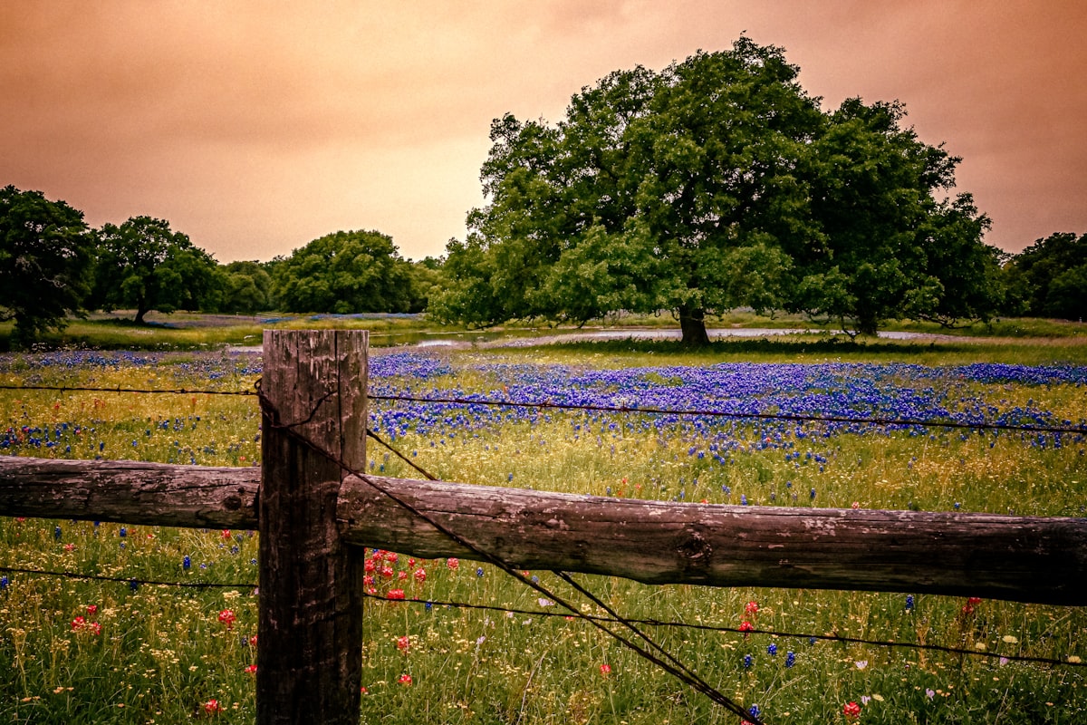 Wildflowers color a road-side pond in South Texas related to Explore the Charm of Texas Hill Country Bed and Breakfasts