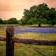Wildflowers color a road-side pond in South Texas related to Explore the Charm of Texas Hill Country Bed and Breakfasts