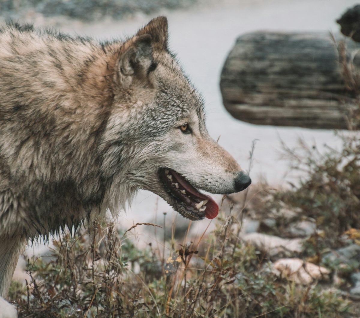 Wolf headshot related to Transform Your Bedroom with a Stunning Wolf Bed Set