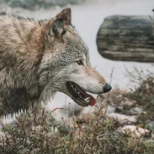 Wolf headshot related to Transform Your Bedroom with a Stunning Wolf Bed Set