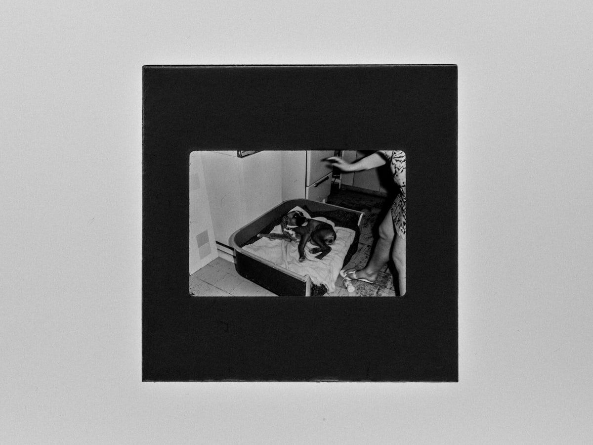 woman in black and white dress sitting on black and white chair related to Elevate Your Space with Bed Bath & Beyond Frames