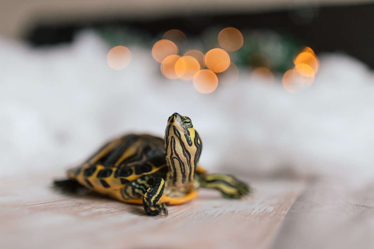 Yellow bellied slider turtle posing in front bokeh lights related to Cowabunga: Dive into the World of Ninja Turtle Bedding