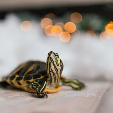 Yellow bellied slider turtle posing in front bokeh lights related to Cowabunga: Dive into the World of Ninja Turtle Bedding
