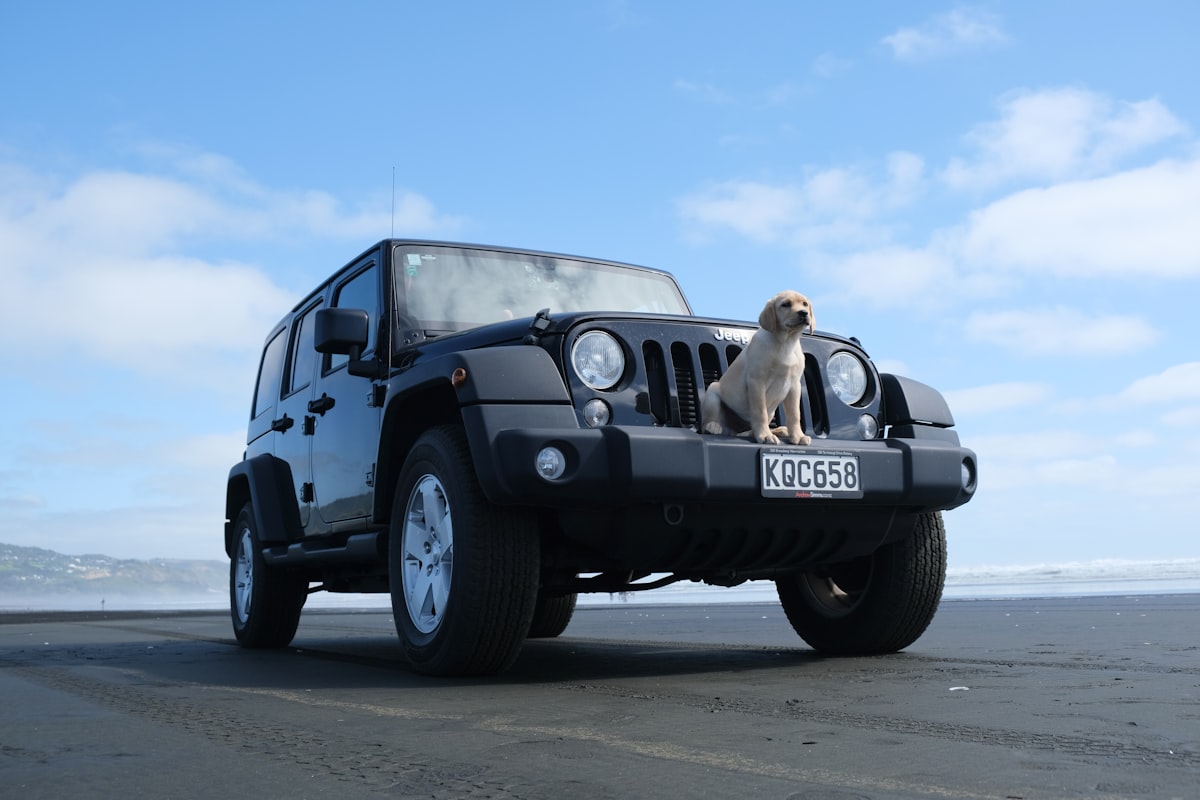 yellow Labrador retriever in front of black SUV related to Pampering Your Furry Friends: The Ultimate Jeep Dog Bed Guide