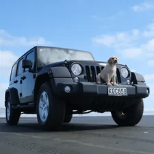 yellow Labrador retriever in front of black SUV related to Pampering Your Furry Friends: The Ultimate Jeep Dog Bed Guide