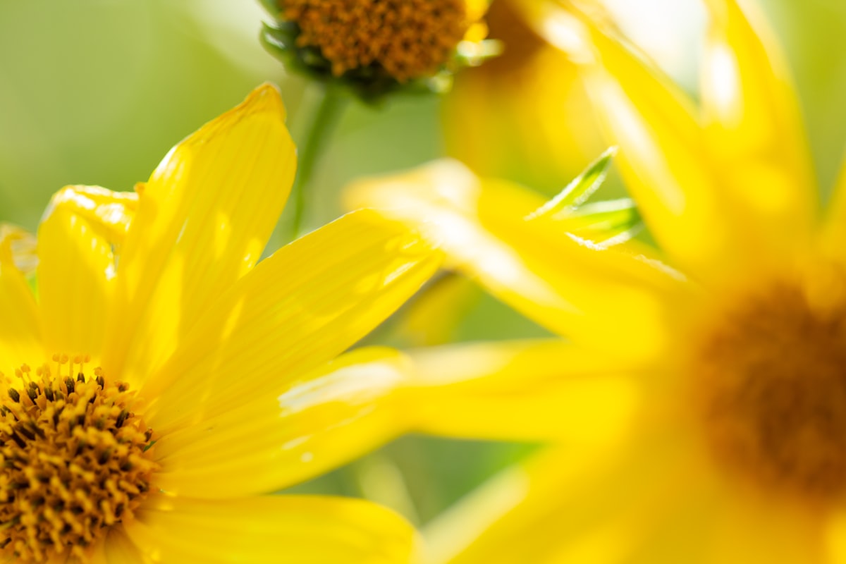 yellow sunflower in macro lens related to Add a Pop of Sunshine with Yellow Chevron Valance
