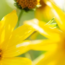 yellow sunflower in macro lens related to Add a Pop of Sunshine with Yellow Chevron Valance